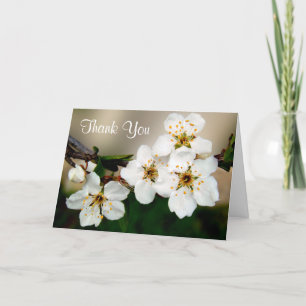 Vita körsbärsblommor Tack Kort