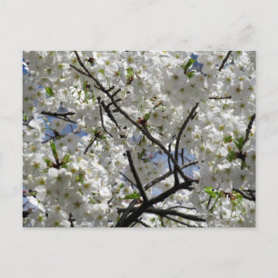 Vita körsbärsblommor: Tokyo Vykort