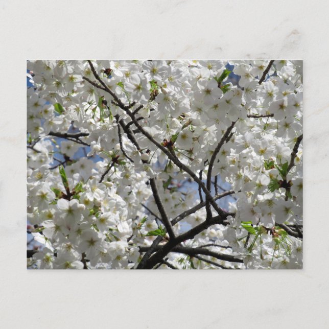 Vita körsbärsblommor: Tokyo Vykort (Framsida)