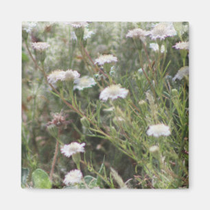 Vita kuddvildblommor Digital akvarell Ma Magnet