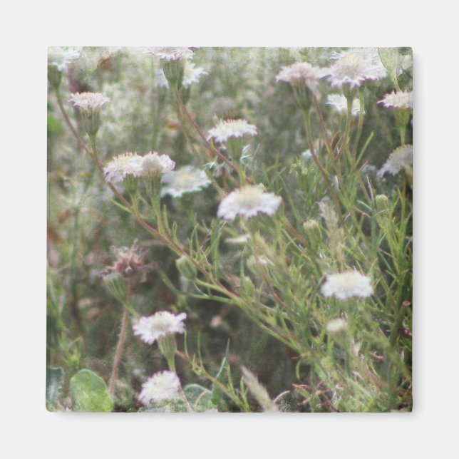 Vita kuddvildblommor Digital akvarell Ma Magnet (Framsidan)