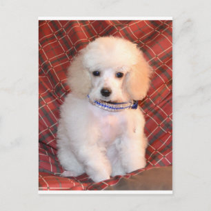 Vita Leksak Pudel Fluffy Puppy Vykort