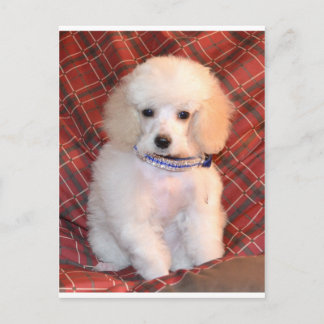 Vita Leksak Pudel Fluffy Puppy Vykort