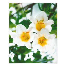Vita liljor - Lilium candidum Fototryck