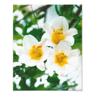 Vita liljor - Lilium candidum Fototryck