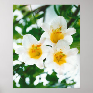 Vita liljor - Lilium candidum Poster
