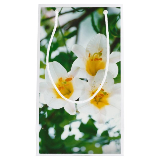 Vita liljor - Lilja Blomma Lilium candidum  (Framsidan)