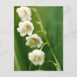 Vita Lily of the valley (Convallaria majalis) Helg Vykort
