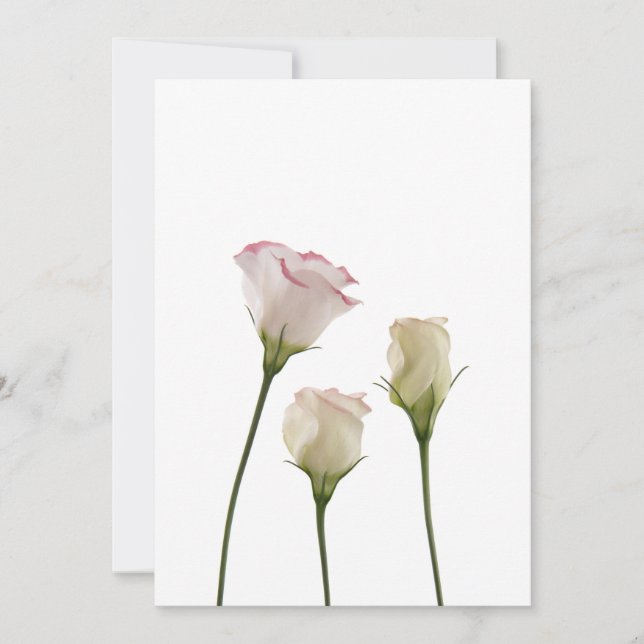vita lisianthus, trio (Framsida)