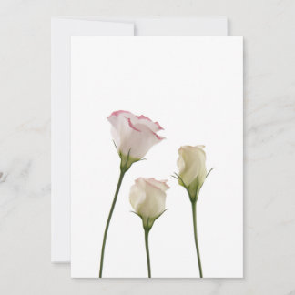 vita lisianthus, trio