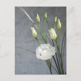 Vita Lisianthus White Flowers Vykort