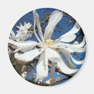 Vita Magnolia Blommor magneter Träd Blommar