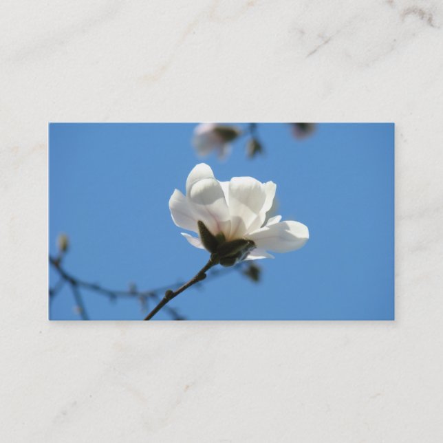 Vita Magnolia Blommor Visitkort Blå Himmel (Framsida)