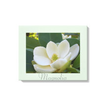 Vita Magnolia Flowers Art Naturfotografi