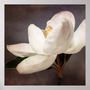 Vita Magnolia Träd Flower Blommigt Flowers Grått Poster