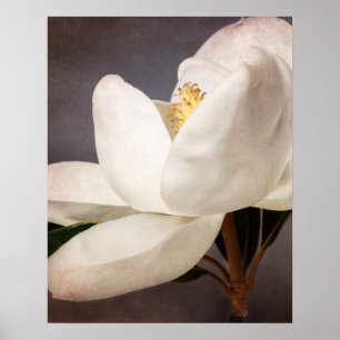 Vita Magnolia Träd Flower Blommigt Flowers Grått Poster