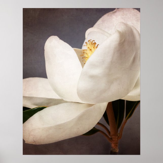 Vita Magnolia Träd Flower Blommigt Flowers Grått Poster (Framsidan)