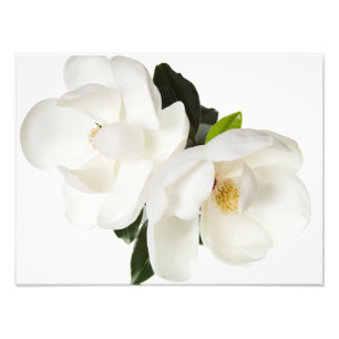 Vita Magnolias Blommigt Blommor Fototryck