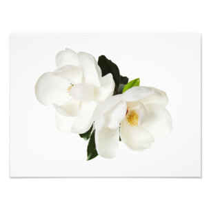 Vita Magnolias Blommigt Blommor Fototryck