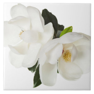 Vita Magnolias Blommigt Blommor Kakelplatta