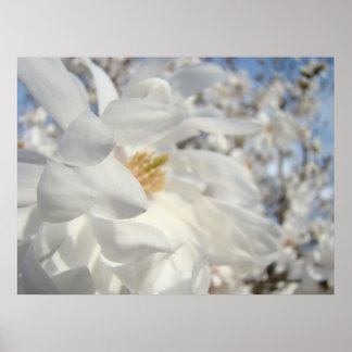 Vita Magnoliaträd Blommor konsttryck gåvor Poster