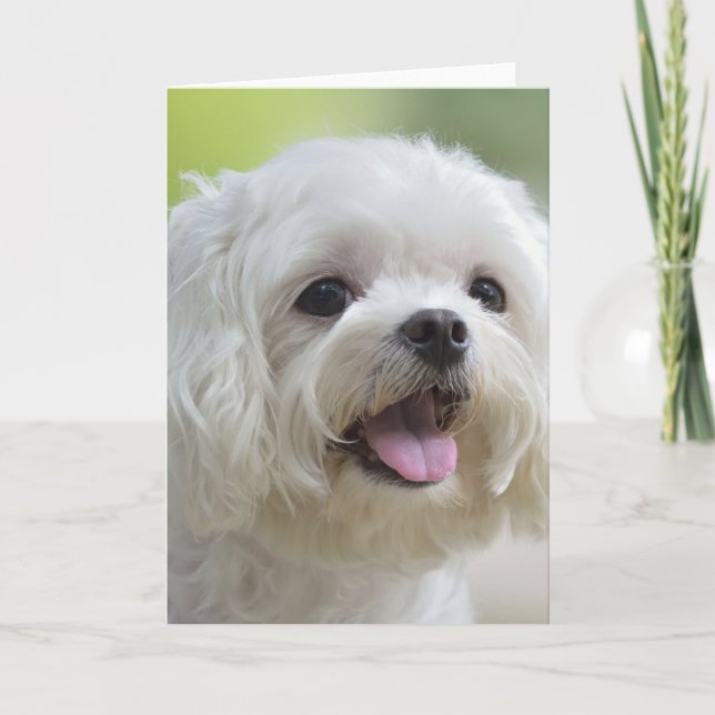 Vita maltesiska Hund Kort (Framsida)