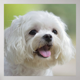 Vita maltesiska Hund Poster