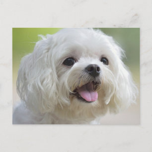 Vita maltesiska Hund Vykort
