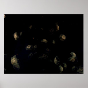 Vita maneter poster
