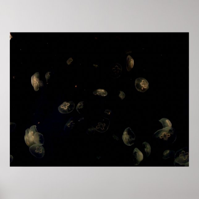 Vita maneter poster (Framsidan)