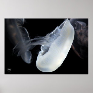 Vita maneter poster