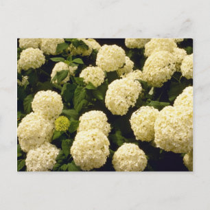 vita Marigold-blommor Vykort