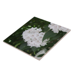 Vita Mountain Laurel-blommor Kakelplatta