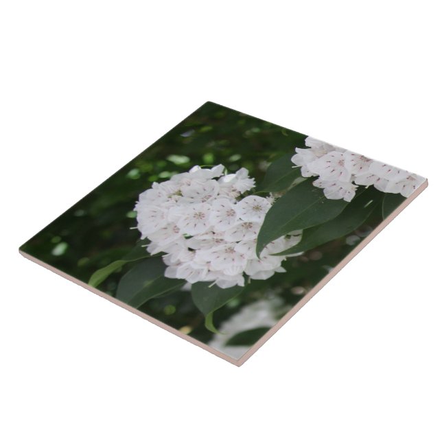 Vita Mountain Laurel-blommor Kakelplatta (Sidan)