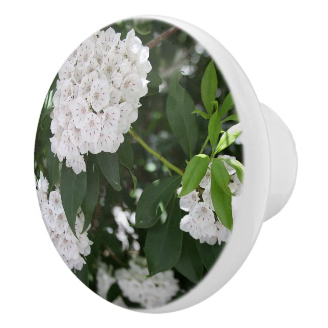 Vita Mountain Laurel Blommor Knopp (Höger)