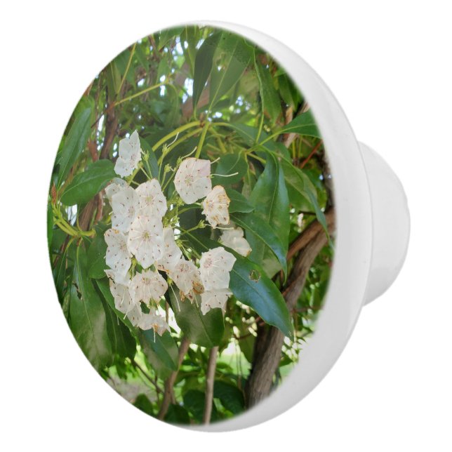 Vita Mountain Laurel gröna blad Knopp (Höger)