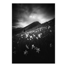 Vita narcisblommor i mörker