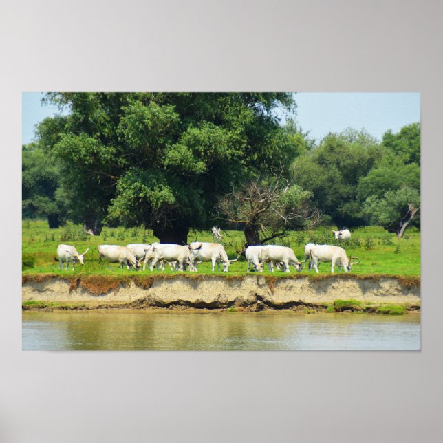 Vita nötkreatur och floden Donau Poster (Framsidan)