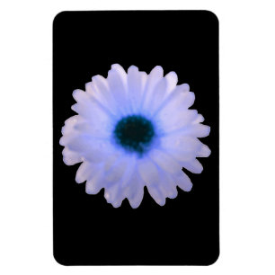Vita och blå Marigold Premium Magnet