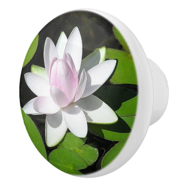 VITA OCH BLEK-ROSA LOTUS-BLOMMAR MED LILY DYNOR KNOPP (Höger)