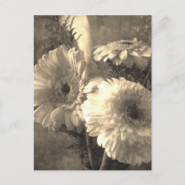 Vita och gula Gerbera och Calla 1 patinerad Vykort (Framsida)
