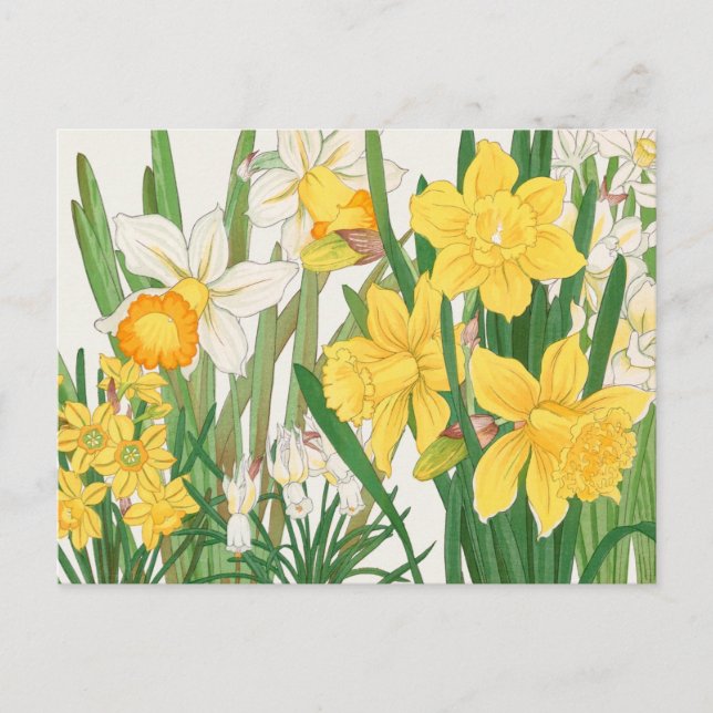 Vita och Gult Daffodil Flowers Garden Delight Vykort (Framsida)