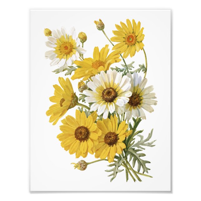 Vita och Gult Marigolds Fototryck (Framsidan)