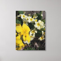 Vita och gult trädgårdsblommor