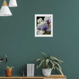 Vita och lila irisblommor Blommande Poster