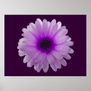 Vita och Lila Marigold Poster