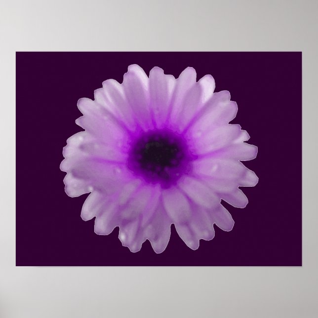 Vita och Lila Marigold Poster (Framsidan)