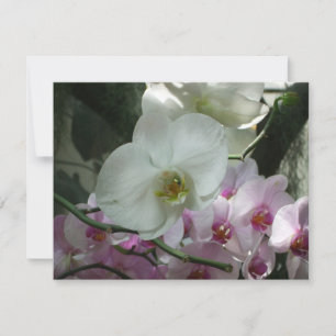 Vita och Lila Orchids