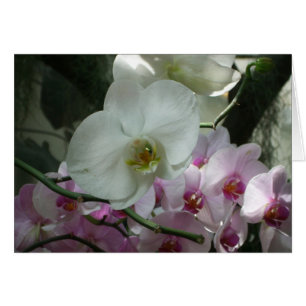 Vita och Lila Orchids Hälsningskort