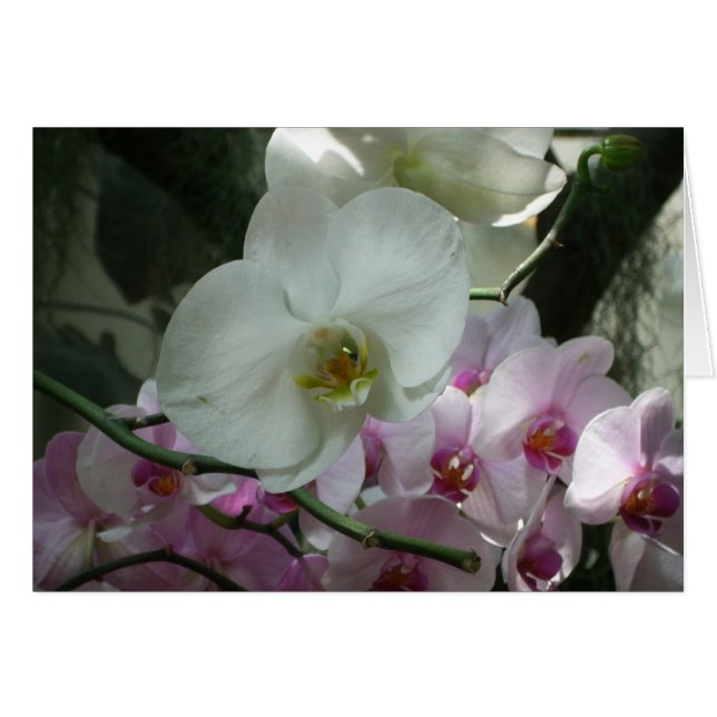 Vita och Lila Orchids Hälsningskort (Framsidan Horizontal)